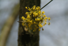 Cornus masGele kornoelje bestellen